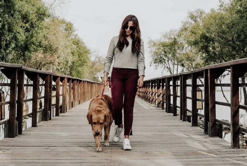 image of Dog Walking